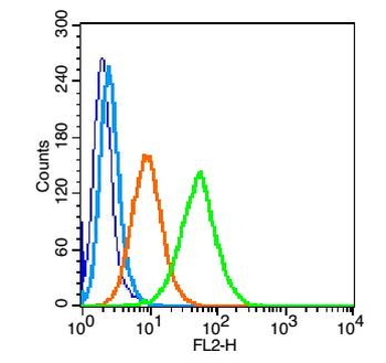 CD97 Rabbit Polyclonal Antibody