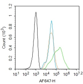 WNT5A Rabbit Polyclonal Antibody