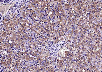 WNT5A Rabbit Polyclonal Antibody