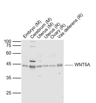 WNT5A Rabbit Polyclonal Antibody