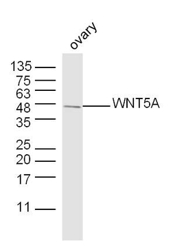 WNT5A Rabbit Polyclonal Antibody
