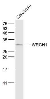 WRCH1 Rabbit Polyclonal Antibody