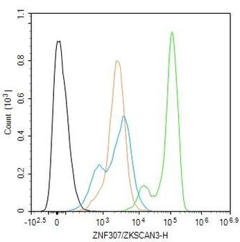 ZNF307/ZKSCAN3 Rabbit Polyclonal Antibody