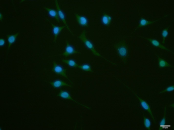 ZNF307/ZKSCAN3 Rabbit Polyclonal Antibody