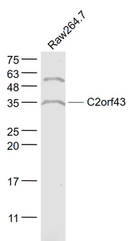C2orf43 Rabbit Polyclonal Antibody