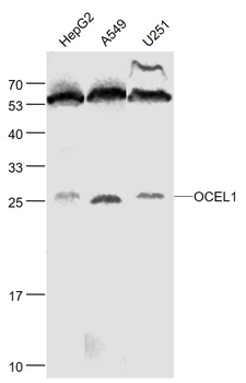 OCEL1 Rabbit Polyclonal Antibody
