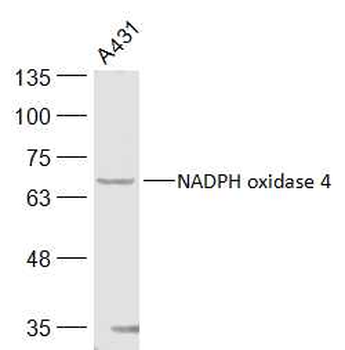 NADPH oxidase 4 Rabbit Polyclonal Antibody