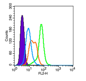 Phospho-Akt (Thr308) Rabbit Polyclonal Antibody