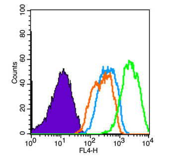 Phospho-VEGFR2 (Tyr1175) Rabbit Polyclonal Antibody