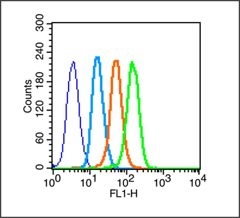 Phospho-ATM (Ser1981) Rabbit Polyclonal Antibody