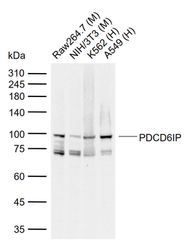 PDCD6IP Recombinant Rabbit Monoclonal Antibody