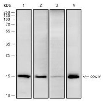 COX4I1 Recombinant Rabbit Monoclonal Antibody