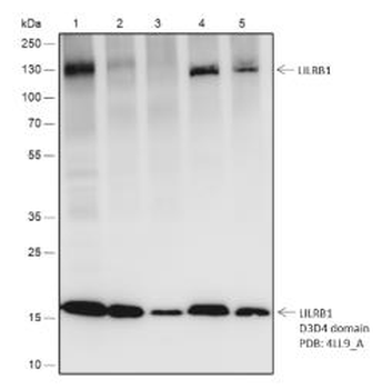 LILRB1 Recombinant Rabbit Monoclonal Antibody