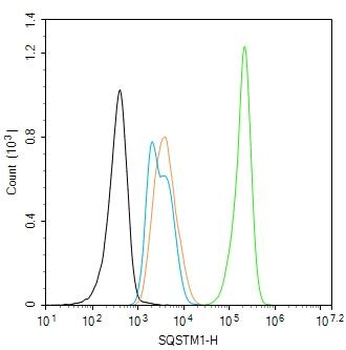 SQSTM1/p62 Recombinant Rabbit Monoclonal Antibody