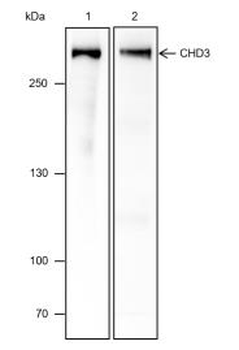 CHD3 Recombinant Rabbit Monoclonal Antibody