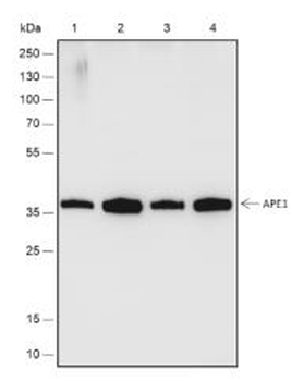 APEX1 Recombinant Rabbit Monoclonal Antibody