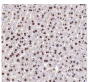 APEX1 Recombinant Rabbit Monoclonal Antibody