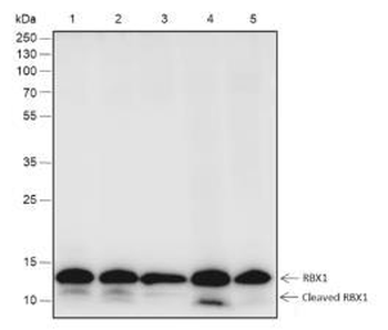 RBX1 Recombinant Rabbit Monoclonal Antibody