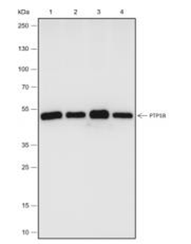 PTP1B Recombinant Rabbit Monoclonal Antibody