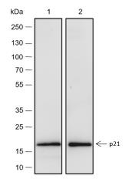 P21 Recombinant Rabbit Monoclonal Antibody