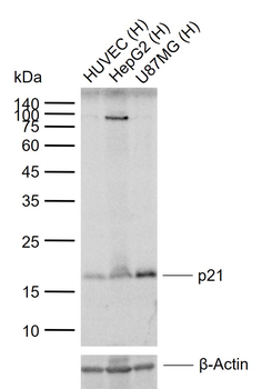 P21 Recombinant Rabbit Monoclonal Antibody