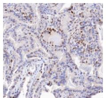 P21 Recombinant Rabbit Monoclonal Antibody