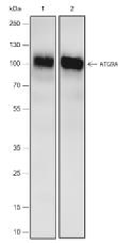 ATG9A Recombinant Rabbit Monoclonal Antibody