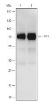 TCF3 Recombinant Rabbit Monoclonal Antibody