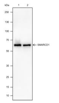 SMARCD1 Recombinant Rabbit Monoclonal Antibody