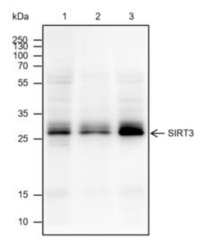 SIRT3 Recombinant Rabbit Monoclonal Antibody