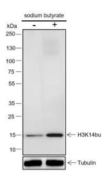 Histone H3 (Butyryl-Lys14) Recombinant Rabbit Monoclonal Antibody