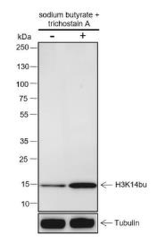 Histone H3 (Butyryl-Lys14) Recombinant Rabbit Monoclonal Antibody