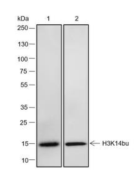 Histone H3 (Butyryl-Lys14) Recombinant Rabbit Monoclonal Antibody