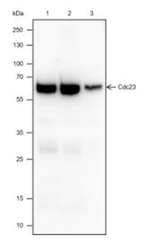 Cdc23 Recombinant Rabbit Monoclonal Antibody