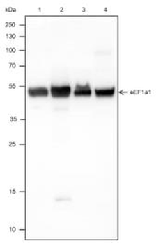 EEF1A1 Recombinant Rabbit Monoclonal Antibody