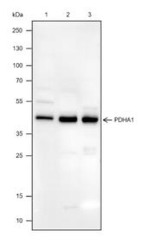 PDHA1 Recombinant Rabbit Monoclonal Antibody