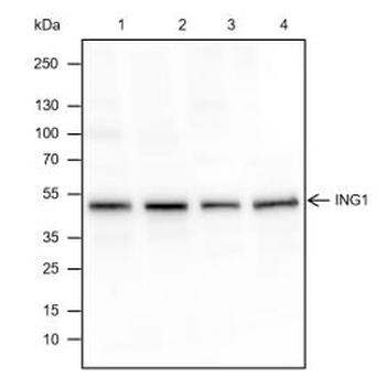 ING1 Recombinant Rabbit Monoclonal Antibody