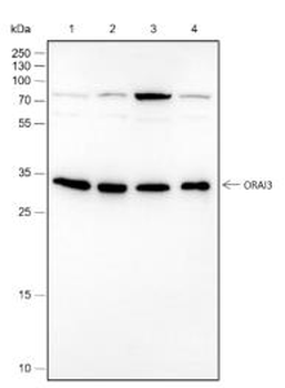 ORAI3 Recombinant Rabbit Monoclonal Antibody