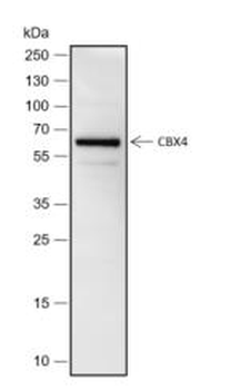 CBX4 Recombinant Rabbit Monoclonal Antibody