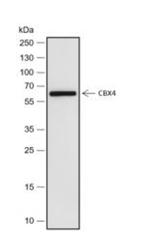 CBX4 Recombinant Rabbit Monoclonal Antibody