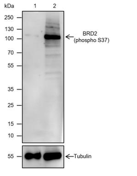 Phospho-BRD2 (Ser37) Recombinant Rabbit Monoclonal Antibody