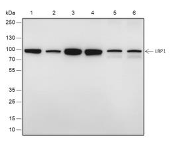 LRP1 Recombinant Rabbit Monoclonal Antibody