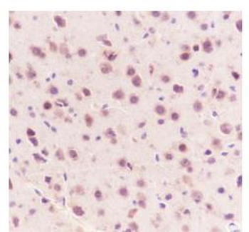 LRP1 Recombinant Rabbit Monoclonal Antibody