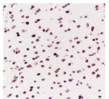 HMGB2 Recombinant Rabbit Monoclonal Antibody