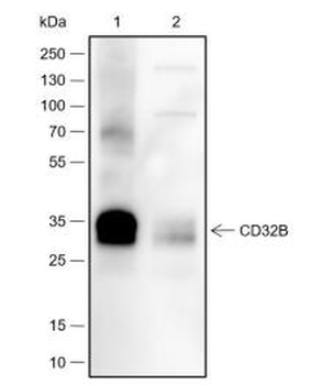CD32 Recombinant Rabbit Monoclonal Antibody