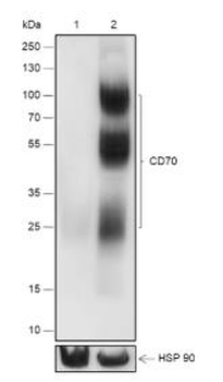CD70 Recombinant Rabbit Monoclonal Antibody