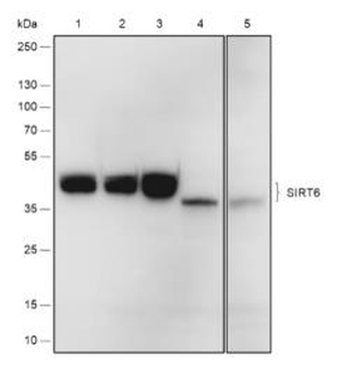 SIRT6 Recombinant Rabbit Monoclonal Antibody