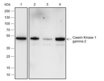 CSNK1G2 Recombinant Rabbit Monoclonal Antibody