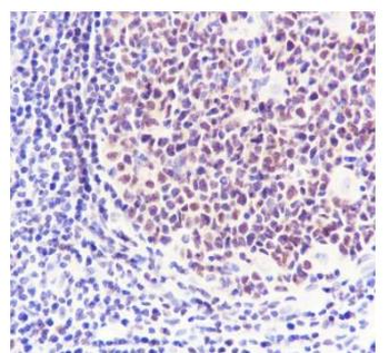 PAX5 Recombinant Rabbit Monoclonal Antibody
