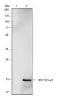 Histone H3 (Di-Methyl Lys122) Recombinant Rabbit Monoclonal Antibody
